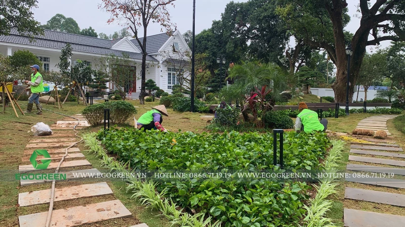 Nên trồng cây gì trong vườn nhà đầu năm?
